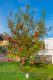 Apfelbaum - Reihenendhaus mit überdachter Terrasse und Garten in 21077 Hamburg-Marmstorf