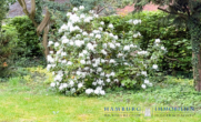 B9B61221-83DE-48EC-AA68-476760BCE9F1-L0-001 - Endlich Platz für Ihre Familie: Ca. 205 m² Wohntraum mit großem Garten in 25337 Elmshorn